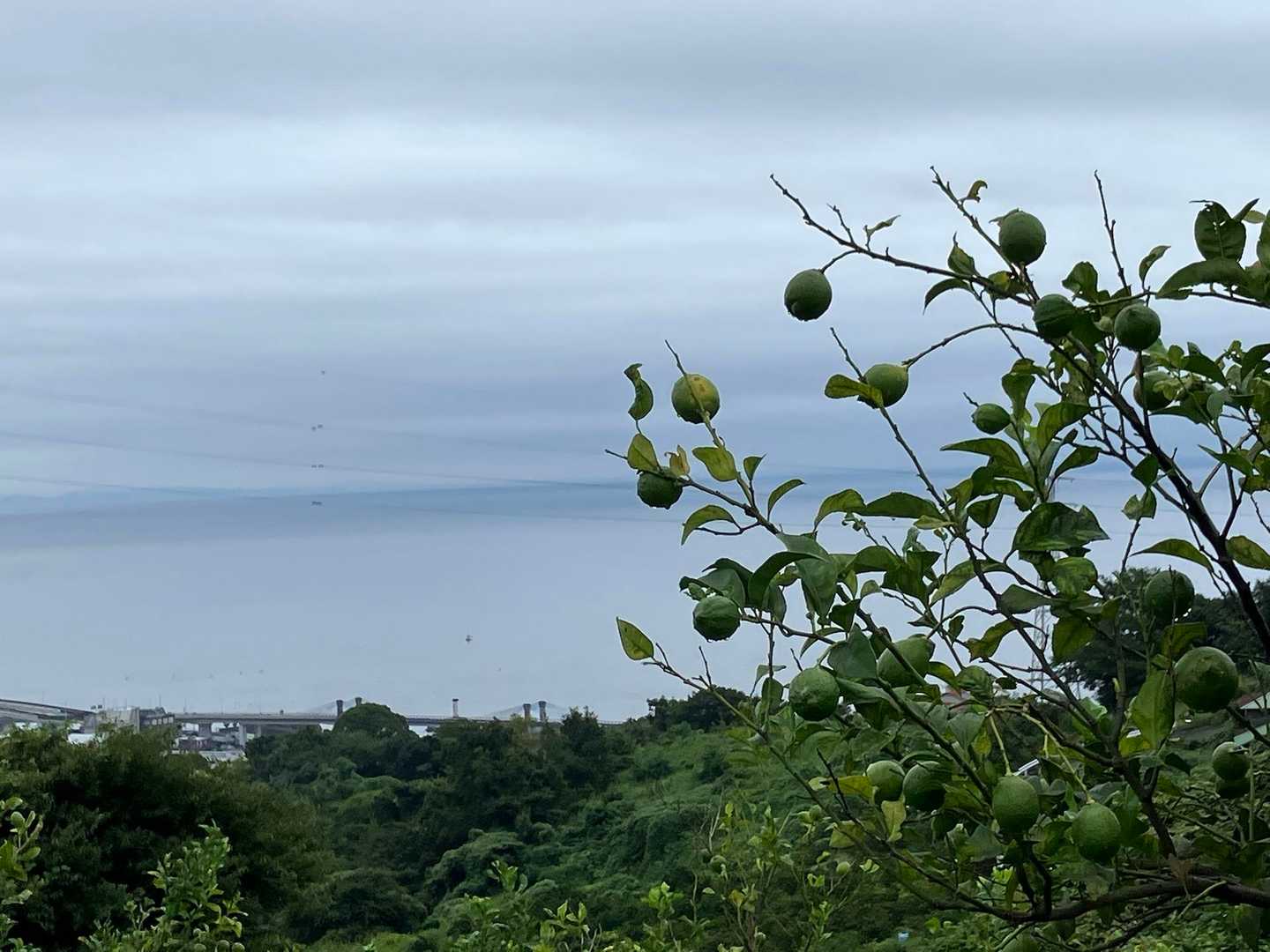 レモンと海🍋✨