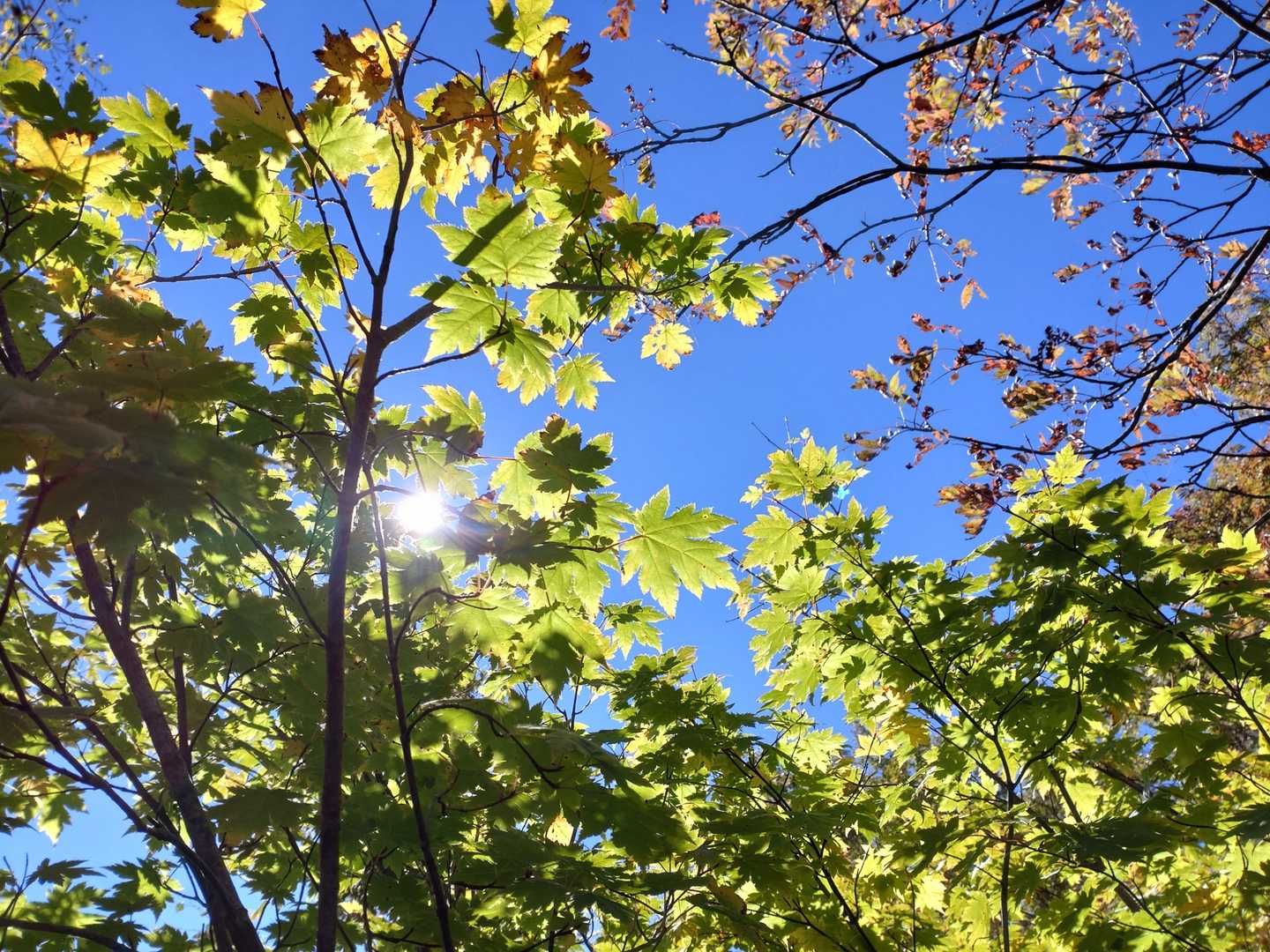 紅葉じゃないけど、綺麗😆