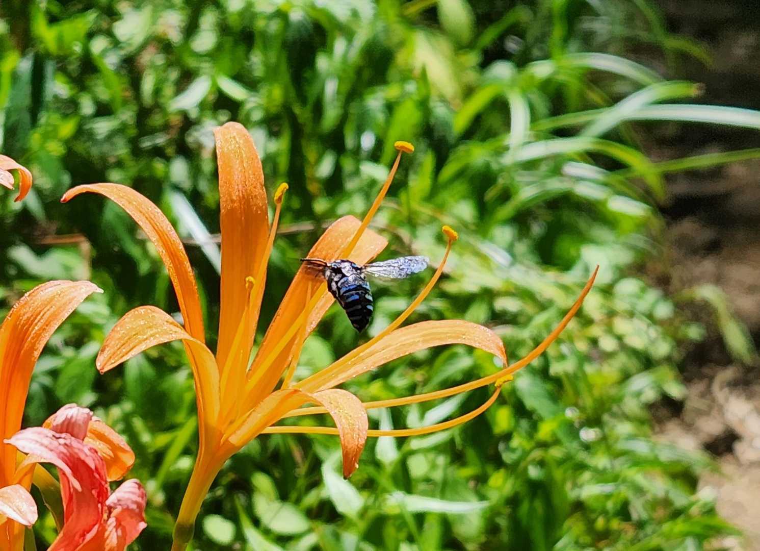 ブルービーに会えた🐝
更に幸せになってしまう