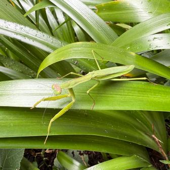 シャガの葉の上にカマキリ！