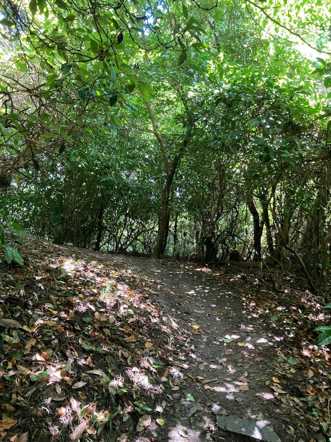 権現山登り口-皿倉山ビジターセンター 往復コースの写真