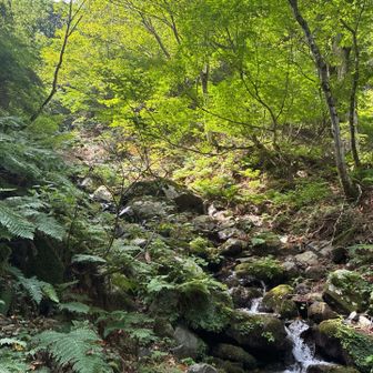 苔むした岩の間を冷たい水が流れる