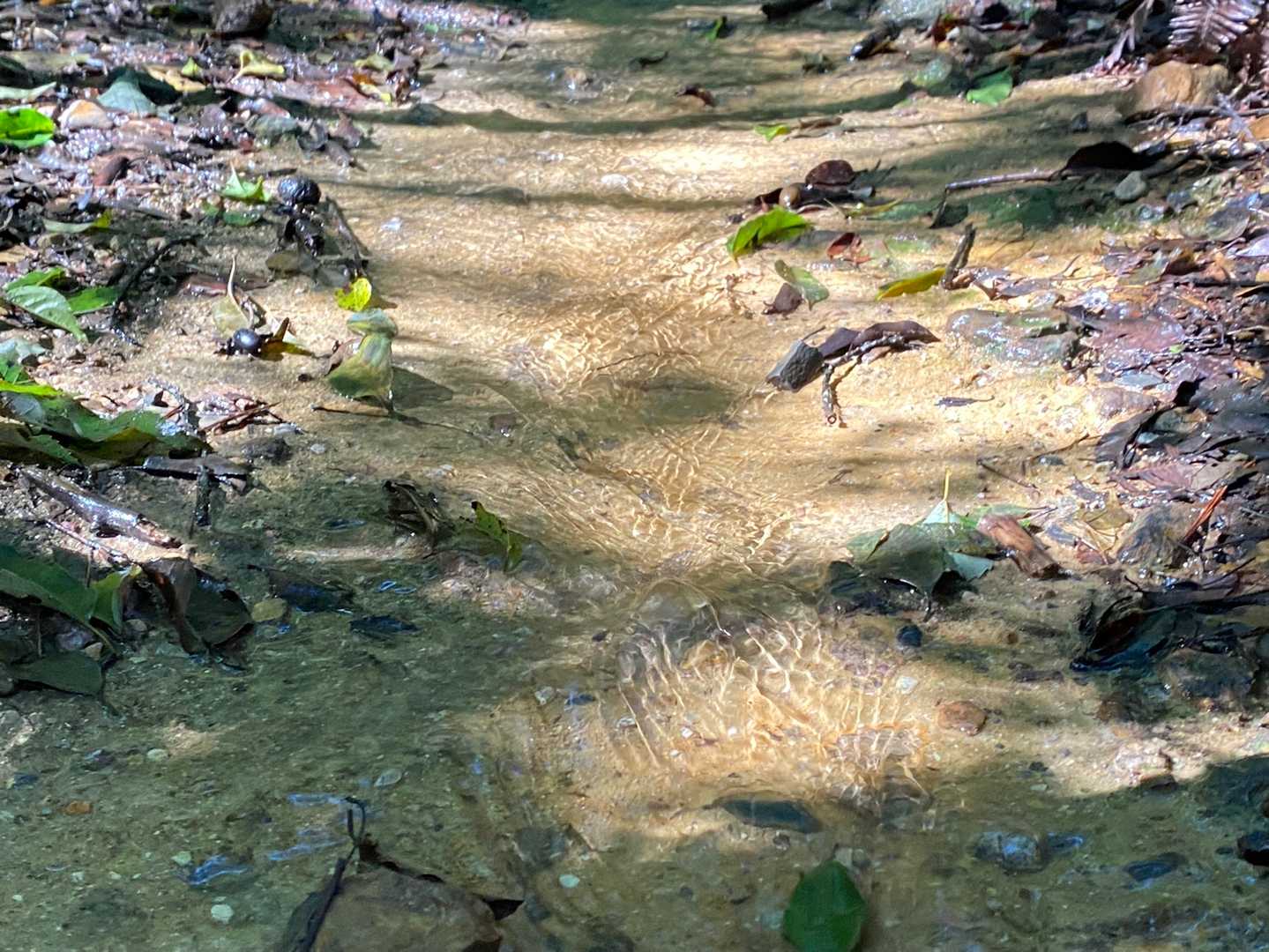 登山道
昨日の雨で水が流れてる💦