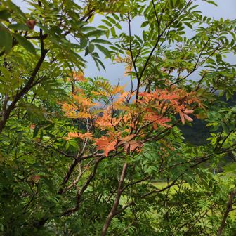 紅葉🍁始まっています