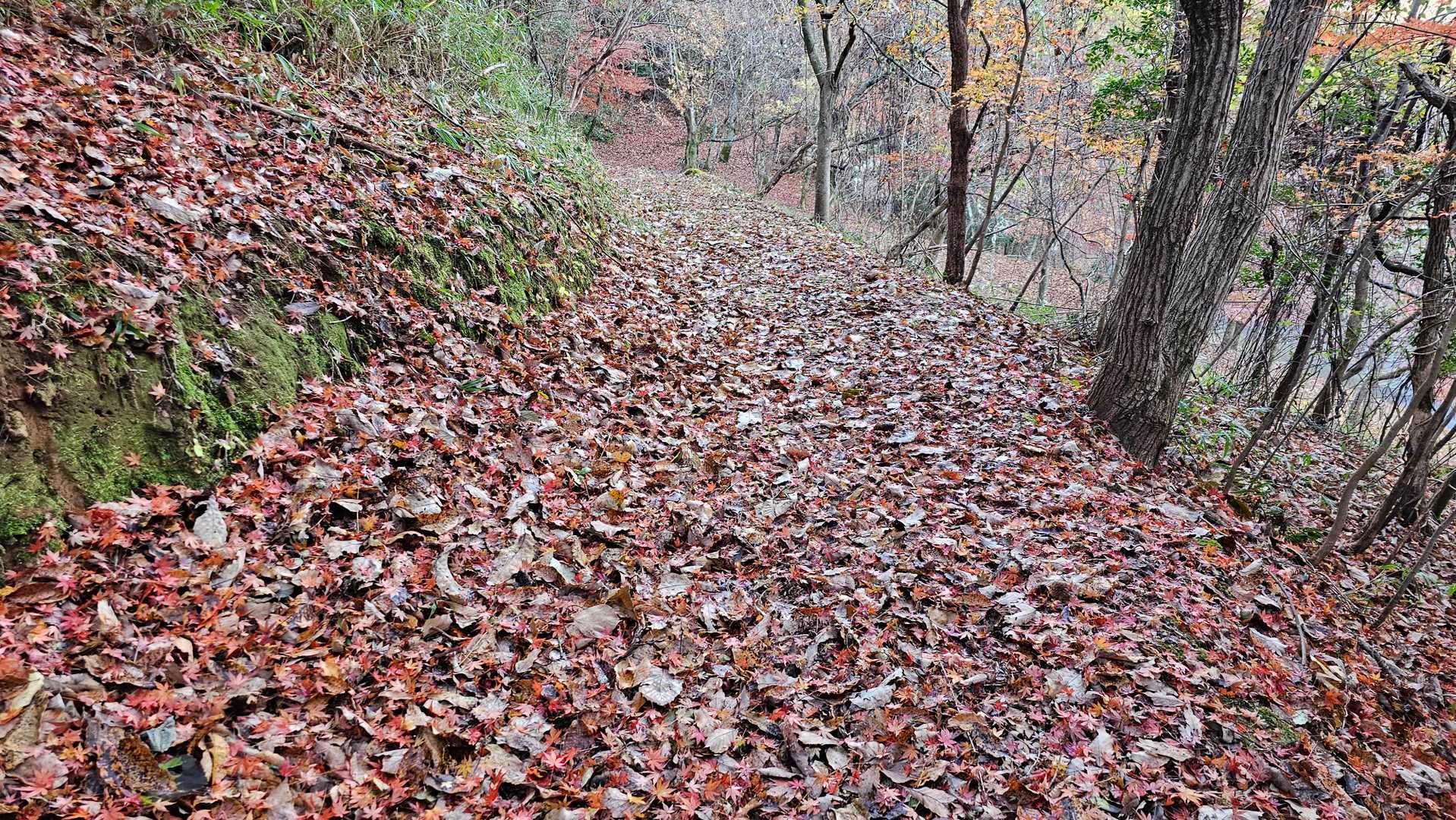 竜体山 周回コースの写真