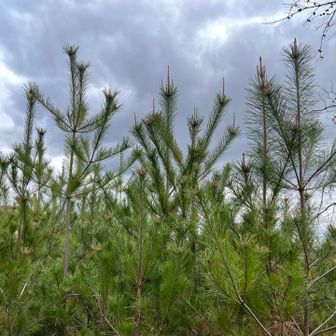 帯仕山山頂🔺192ｍ

すぐ向こうには住宅が立ち並んでいます🏡🏠
でも、三好山より高いんですねぇ😳
眺望も何もありませんが、グリーンピークなんですよ🤭

山名板は見つけられなかったので、綺麗な松の木の写真をとっておきました😅