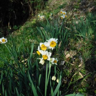 薩田峠はスイセンが綺麗だった