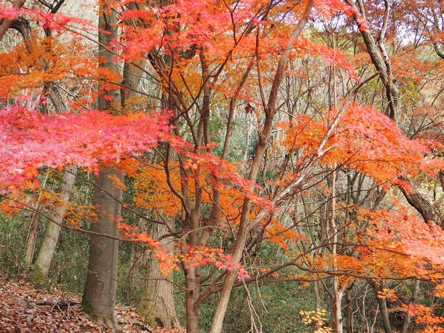 このルートも紅葉🍁スポット