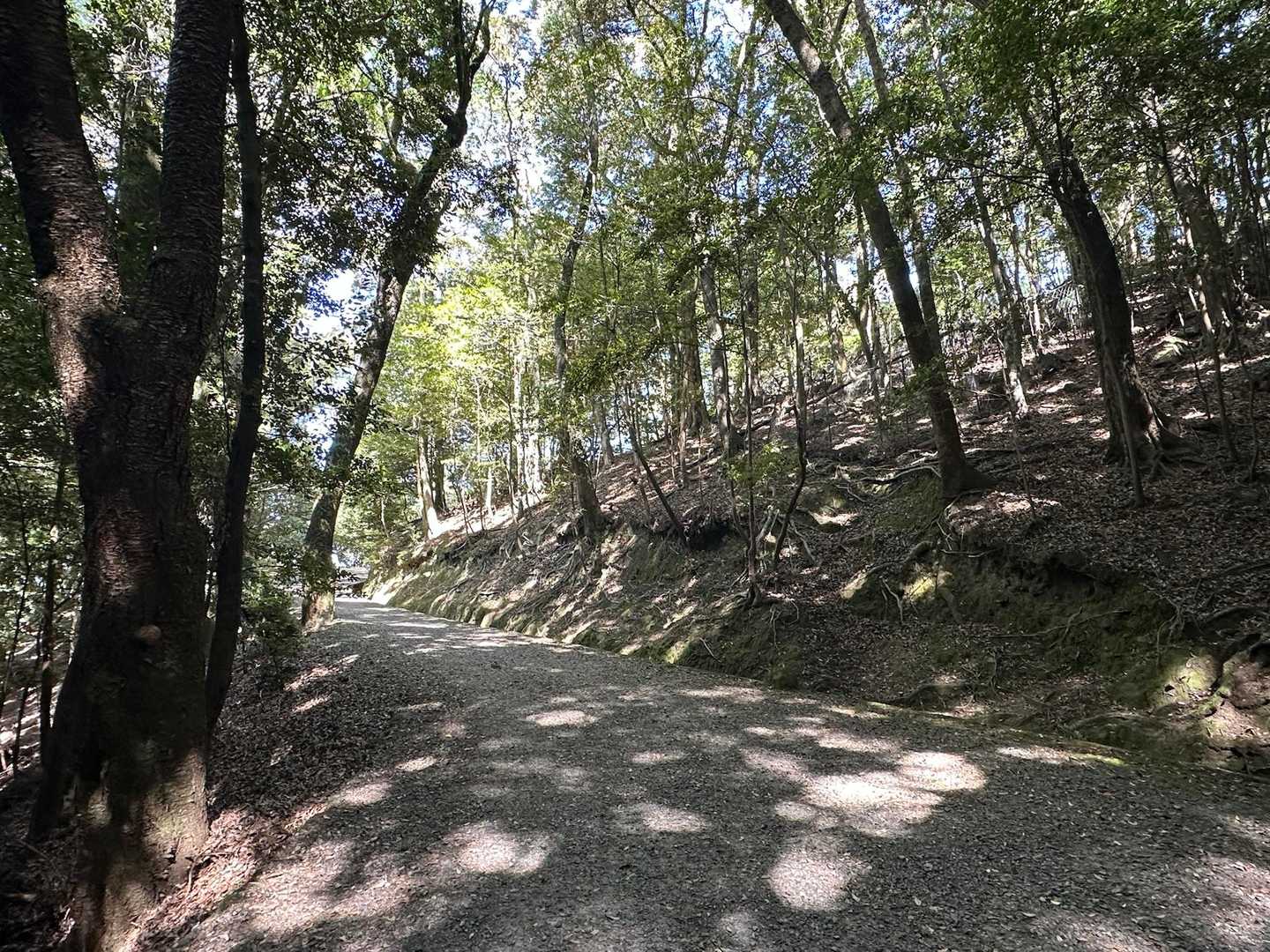 木漏れ日の中を歩きます