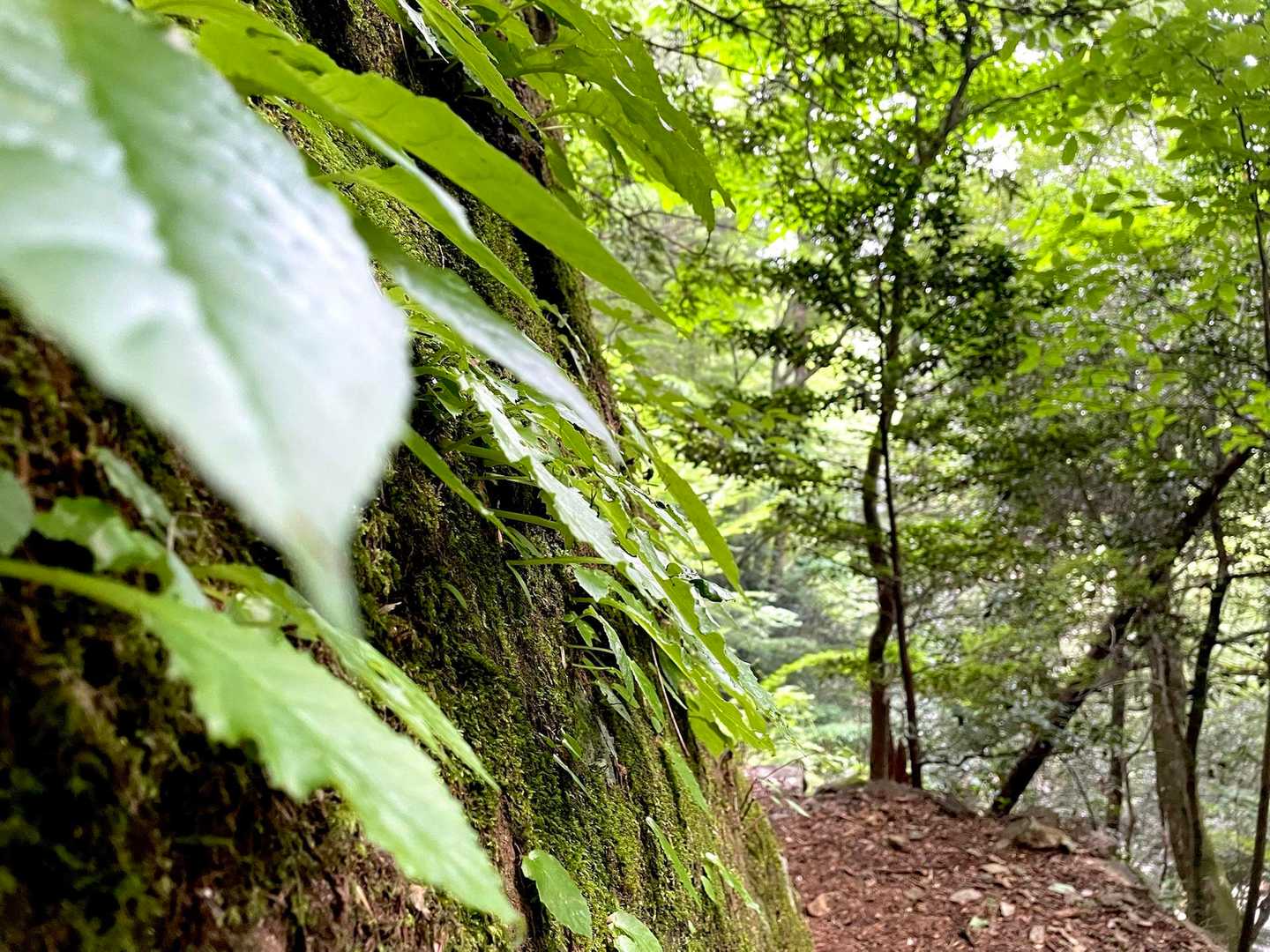 🍃🍃