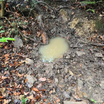 紀泉アルプス・飯盛山・ボンデン山 ぬた馬かな🐗

あちこちボコボコに掘り返してあったので、ここにはイノシシいてます🐗