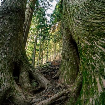 大きな木に囲まれています