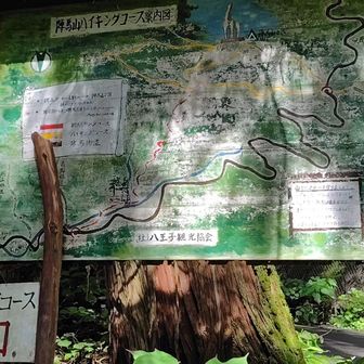 新ハイキングコース分岐8:19