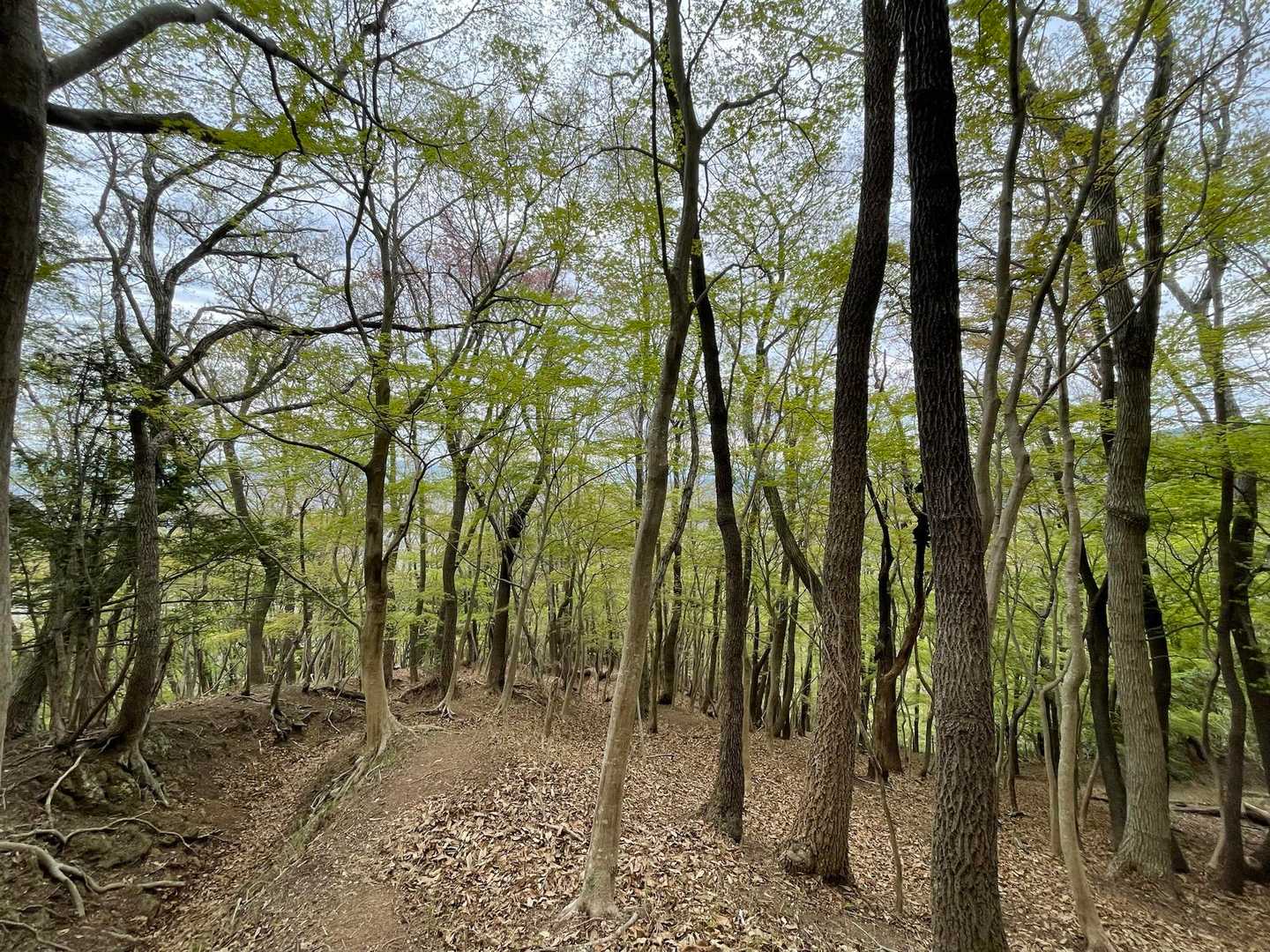 中腹までくると、気持ちの良い広葉樹林帯が広がります🥦
一部でナラ枯れが進んでいました😢