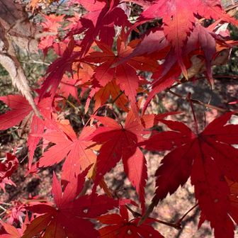嵐山に着いたけど
紅葉は終わっていて残念😢