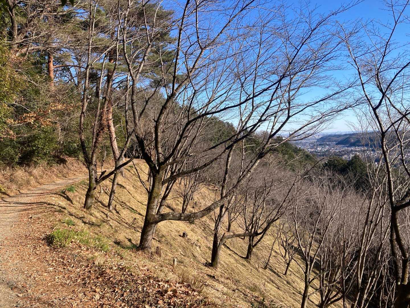 これ桜🌸だね〜春は綺麗だろうな