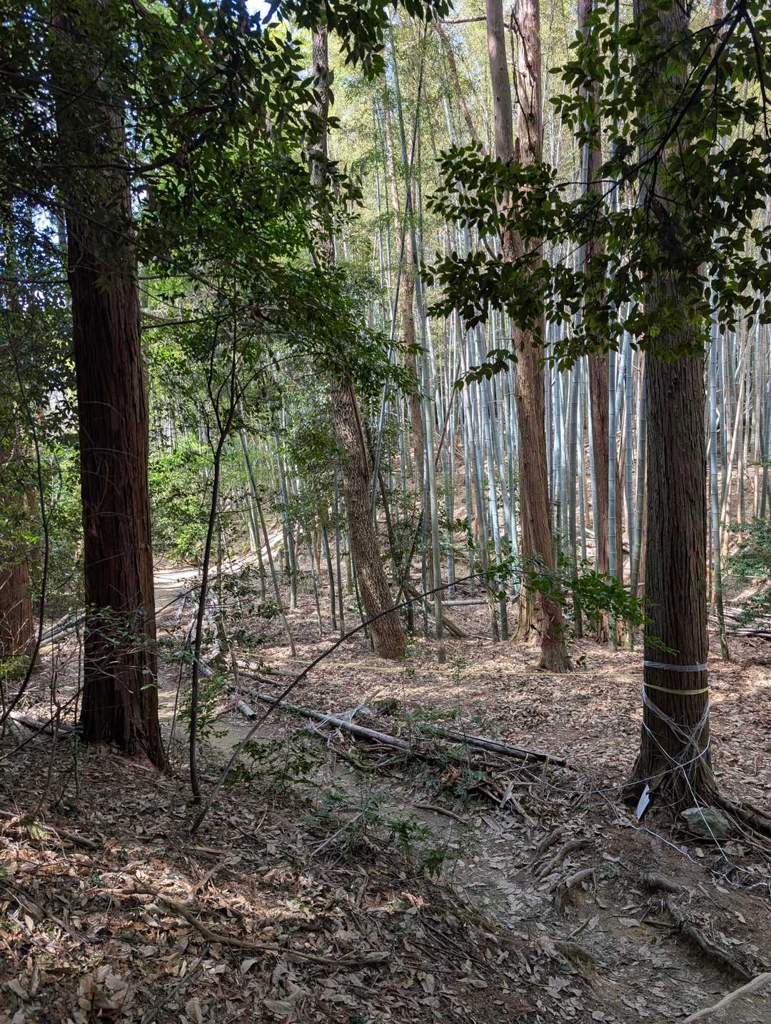 天王山は通り過ぎてサントリー山に向かう
木陰に入ると肌寒いほど