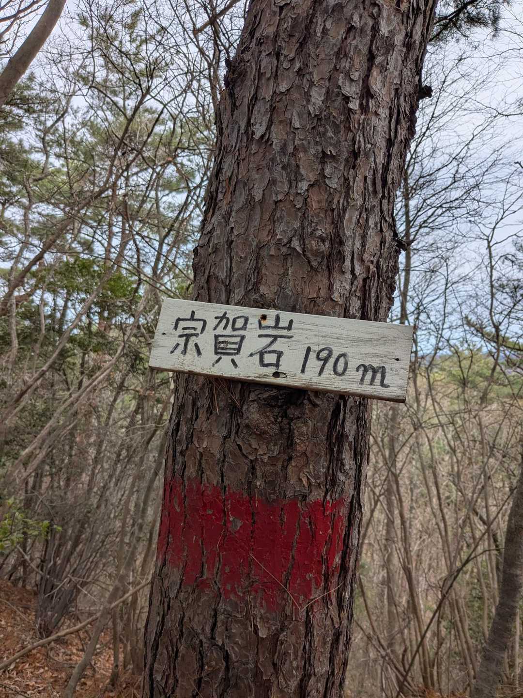 今日は、昨年秋以来のぐるっとイワウチワ探し💪🌸💮