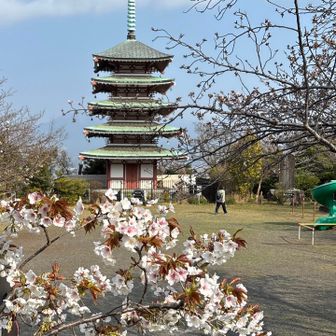 サクラ🌸の似合う香陵台。