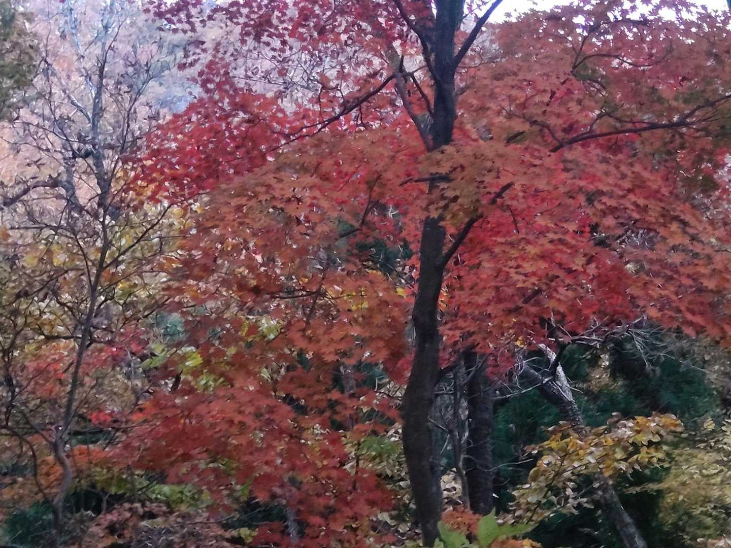 帰りはイチョウの道を下りました😅