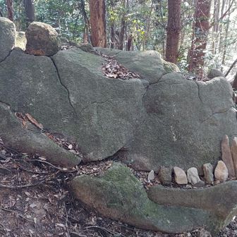 林道を時計回りに回り、南側の登山道をすこし登ったら、ゴジラ🦖発見！