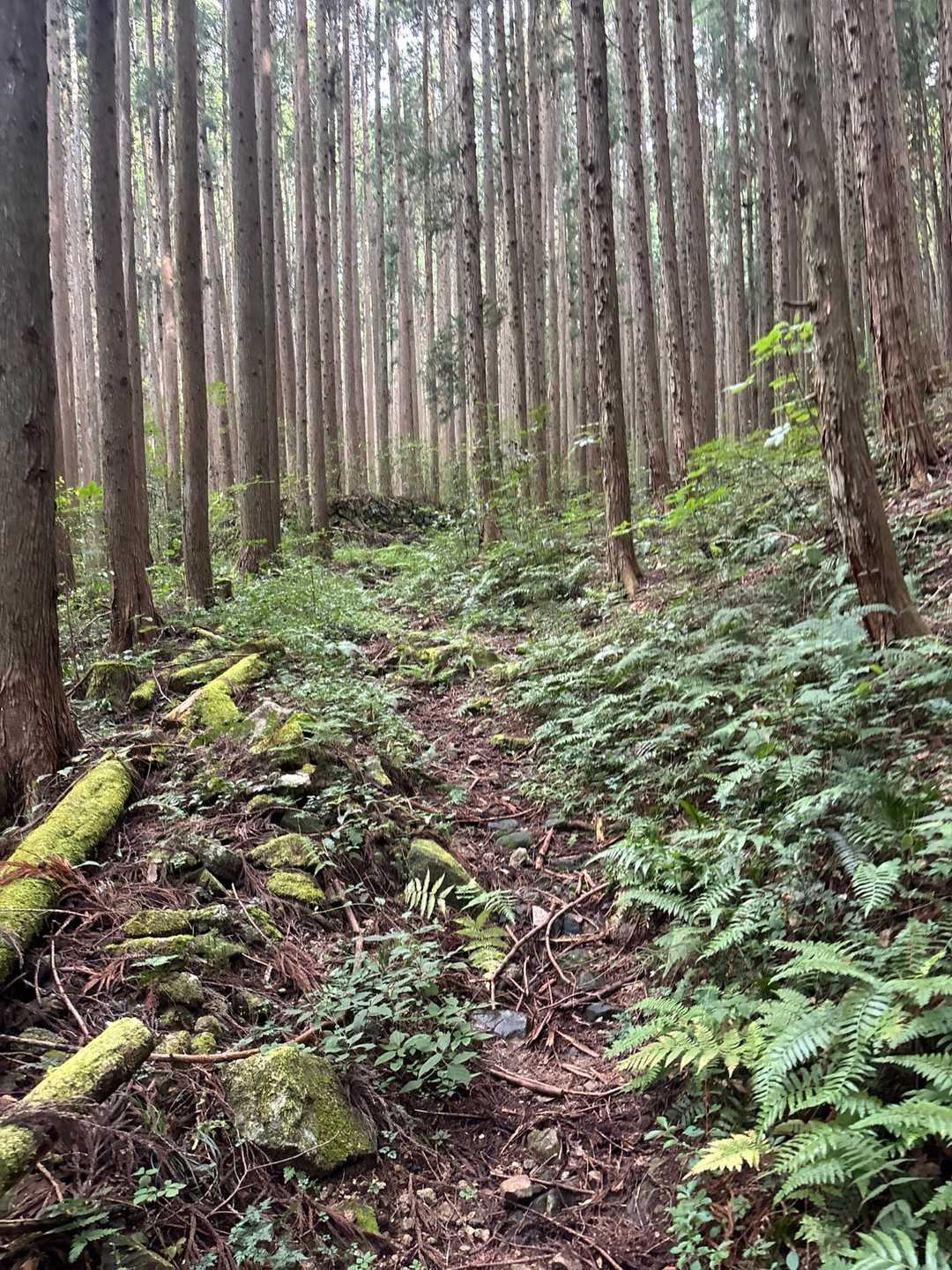 登山口から進むとすぐにこんな感じ

ネットは被っていましたが、この頃にはメマトイが次第に少なくなってくれてホッとしました