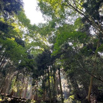 最初は樹林帯が続きます。