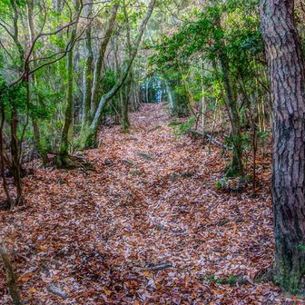 急登感はあまり出ない