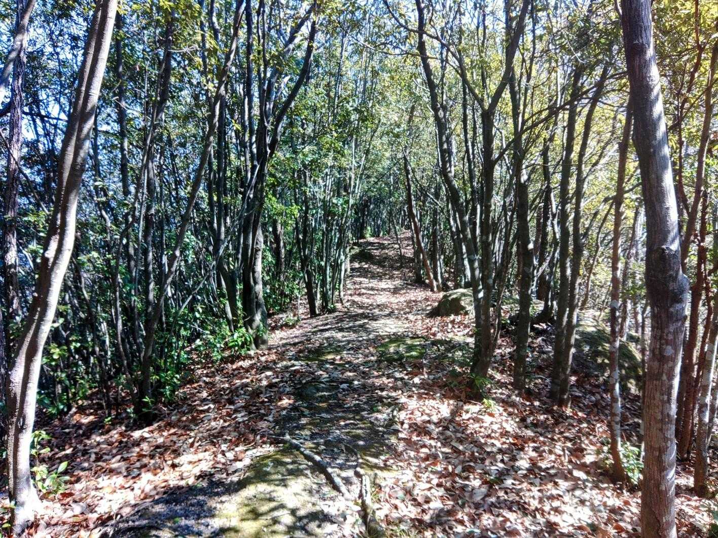 気持ちいい縦走路✨