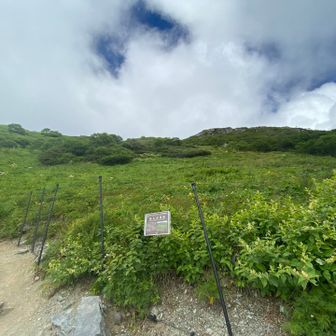 お花畑をしかの食害から守ってます