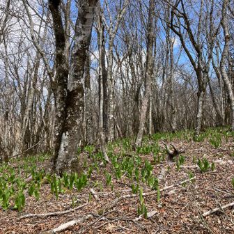 コバイケイソウ？林の中にたくさん！春ですね。