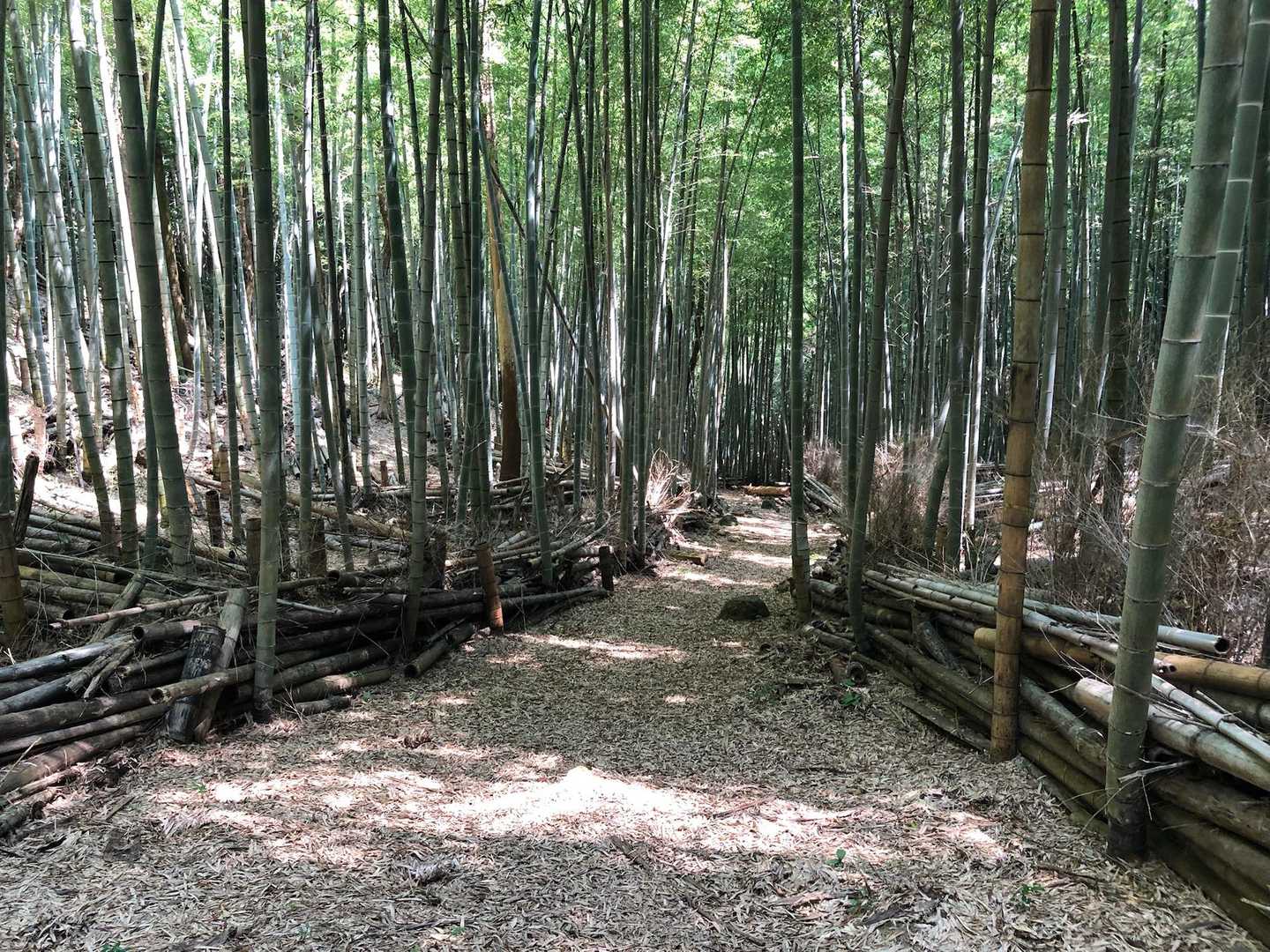 鍛治ヶ峰 周回コースの写真