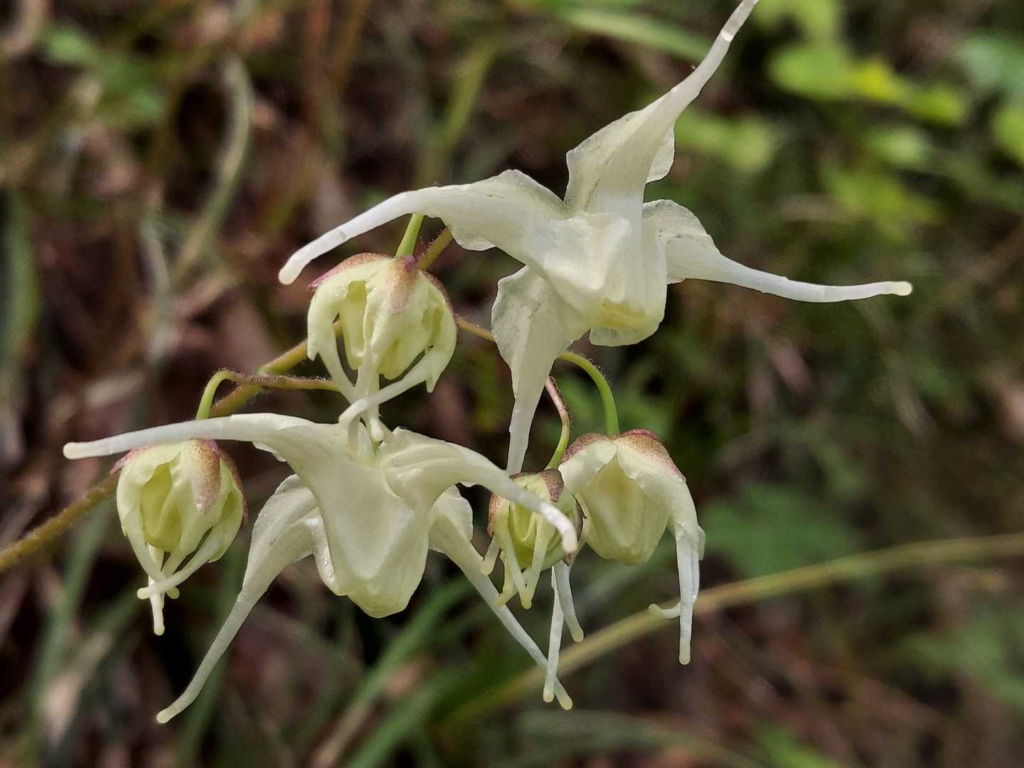 美しい碇草