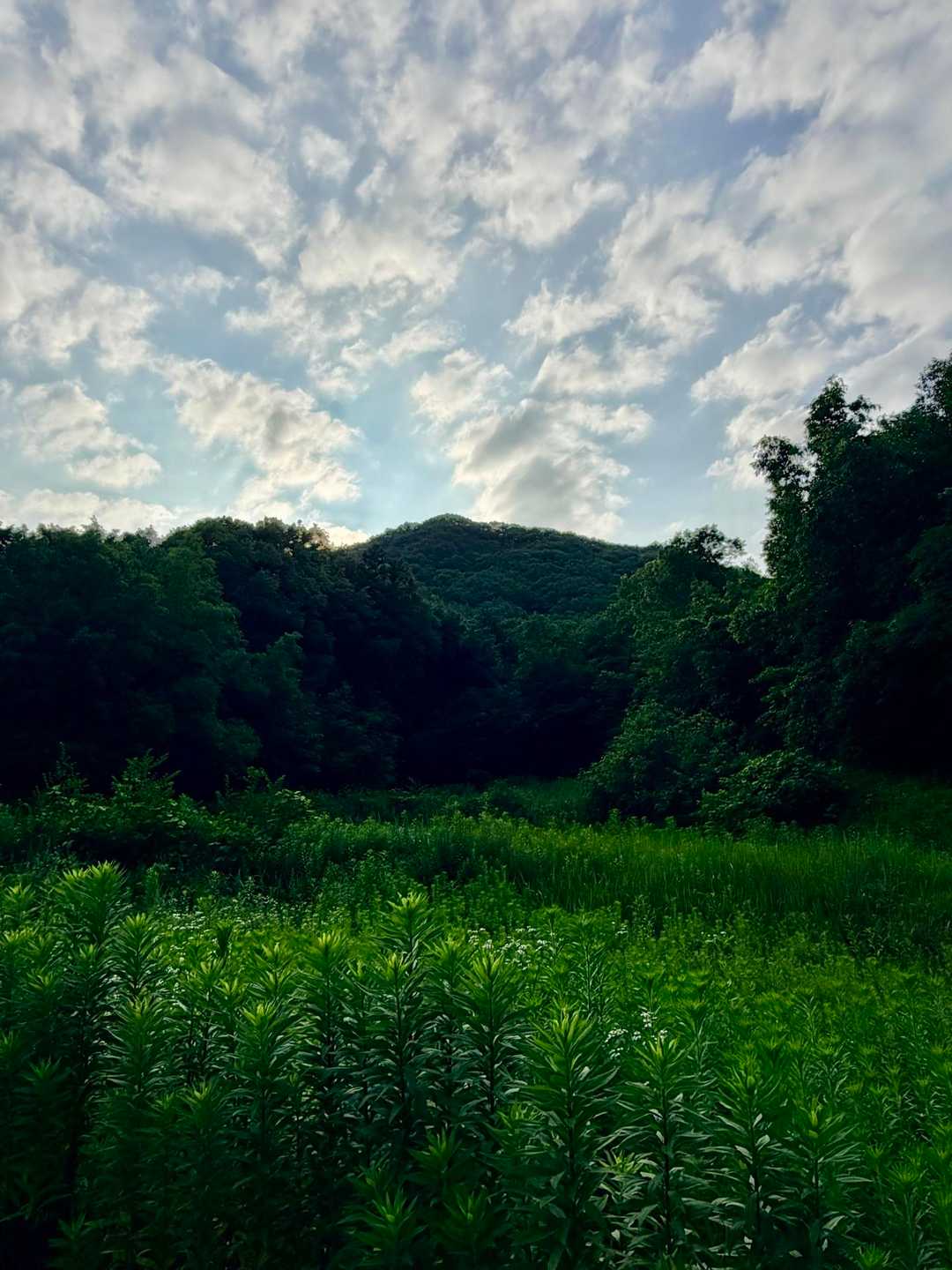 スタート地点から小野ヶ原山を振り返ると…
空🩵と雲☁️と光✨、草木の緑💚がヤバい❣️