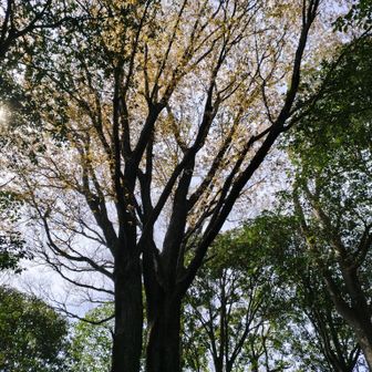 坪相峠（つばいとうげ）の大桜
