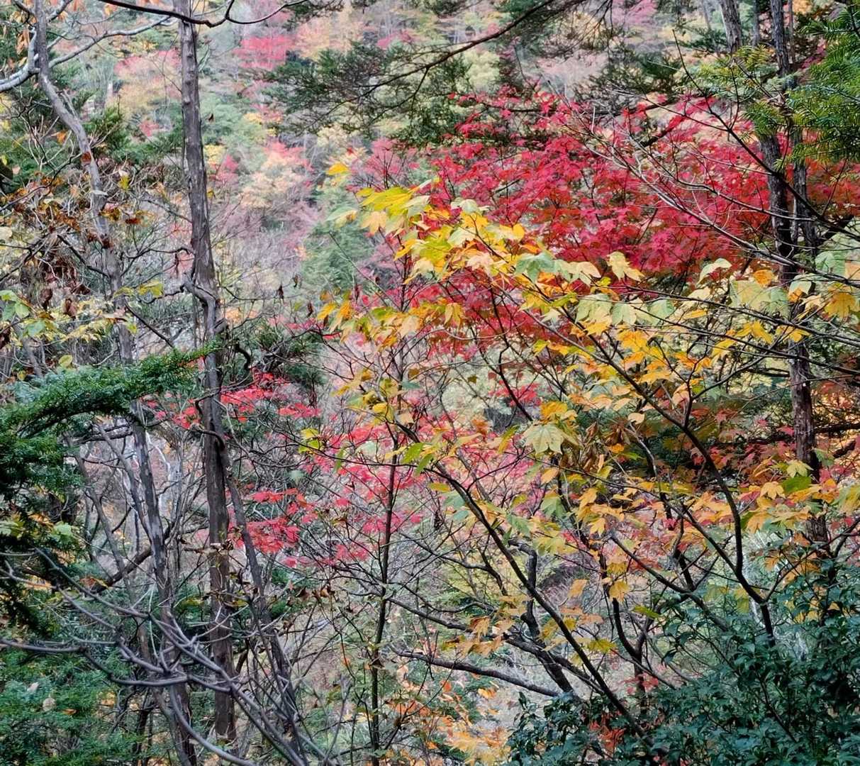 自然林の紅葉が綺麗でした✨