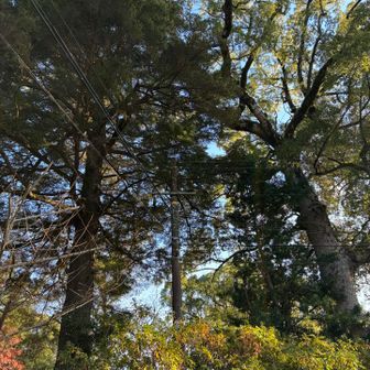 立派な御神木に思わず写真🤳。