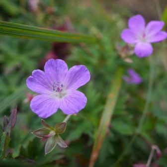 今日のお花⑤：ハクサンフウロ（白山風露）
これも紫のお花。あれどこかで書いたような・・名前覚えてなかった😅
・濃い紫色の筋が5～6本くっきりと入る
・花の中心部にある雄しべの葯は濃い紫色をしていて目立つ
【花言葉】あたたかい心