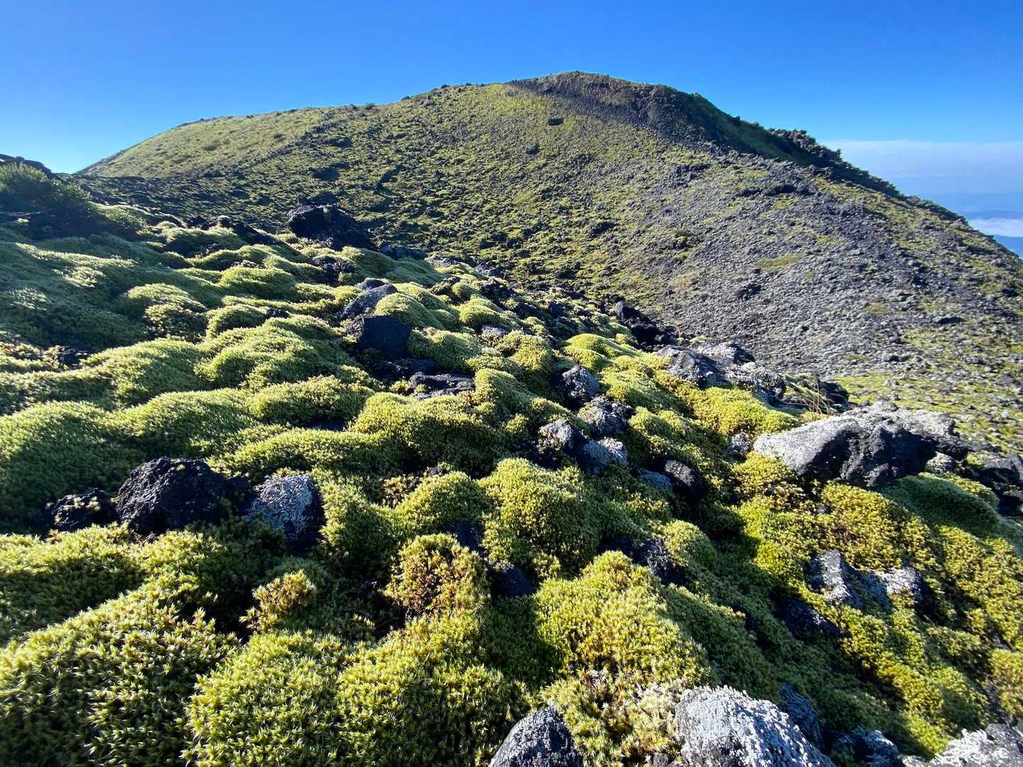 苔の広さ､八ヶ岳にも負けてないと思う🤩