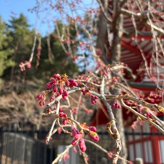 枝垂れ桜もまだ咲いてない。もうすぐ咲きそうなのにー。