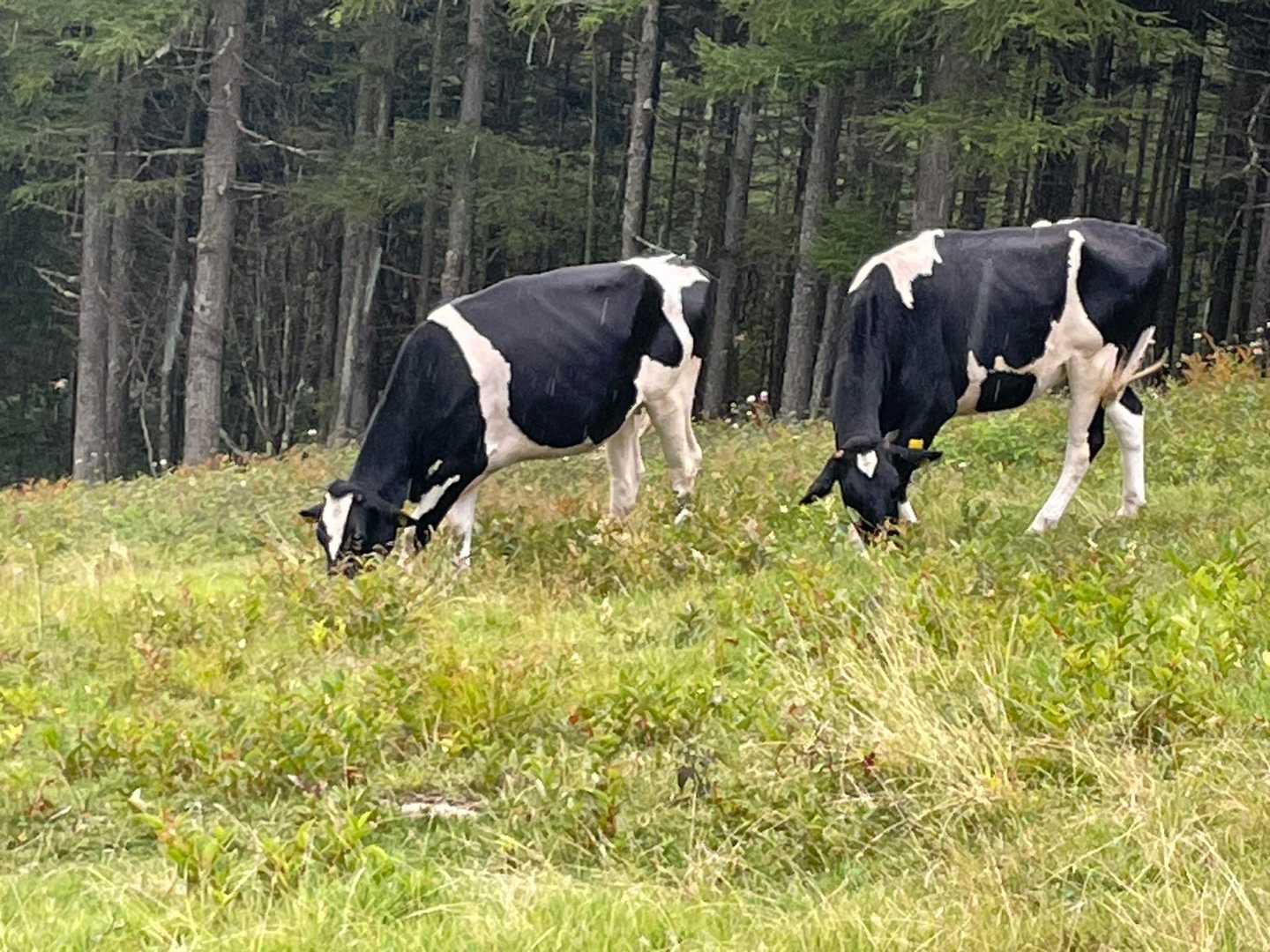 地蔵峠-湯ノ丸山-烏帽子岳登山口 縦走コースの写真