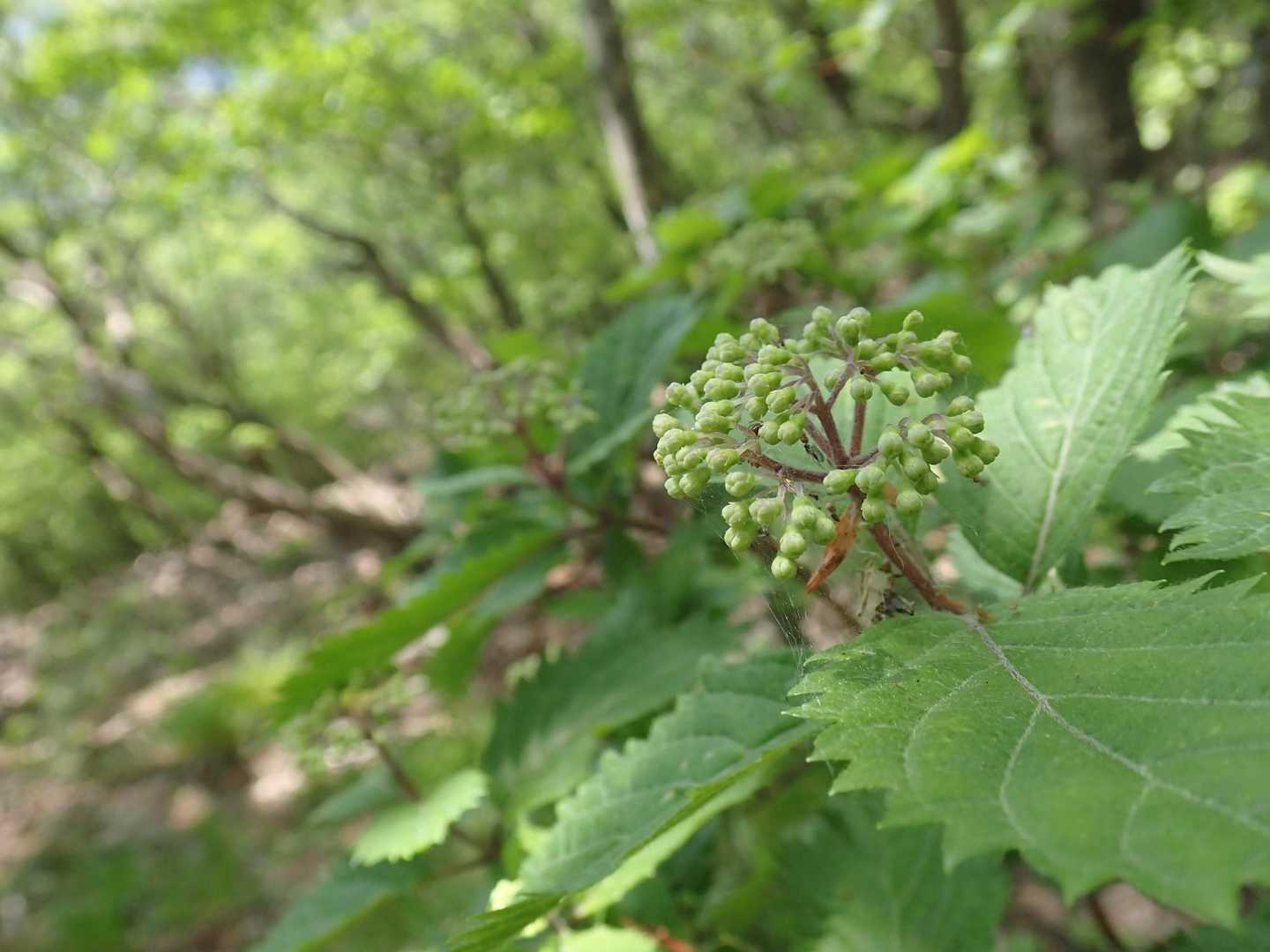 コアジサイの蕾

を眺めながらひと休憩😅
岩の急登キツイんです
