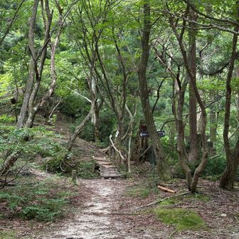 全般に木陰が多いコース