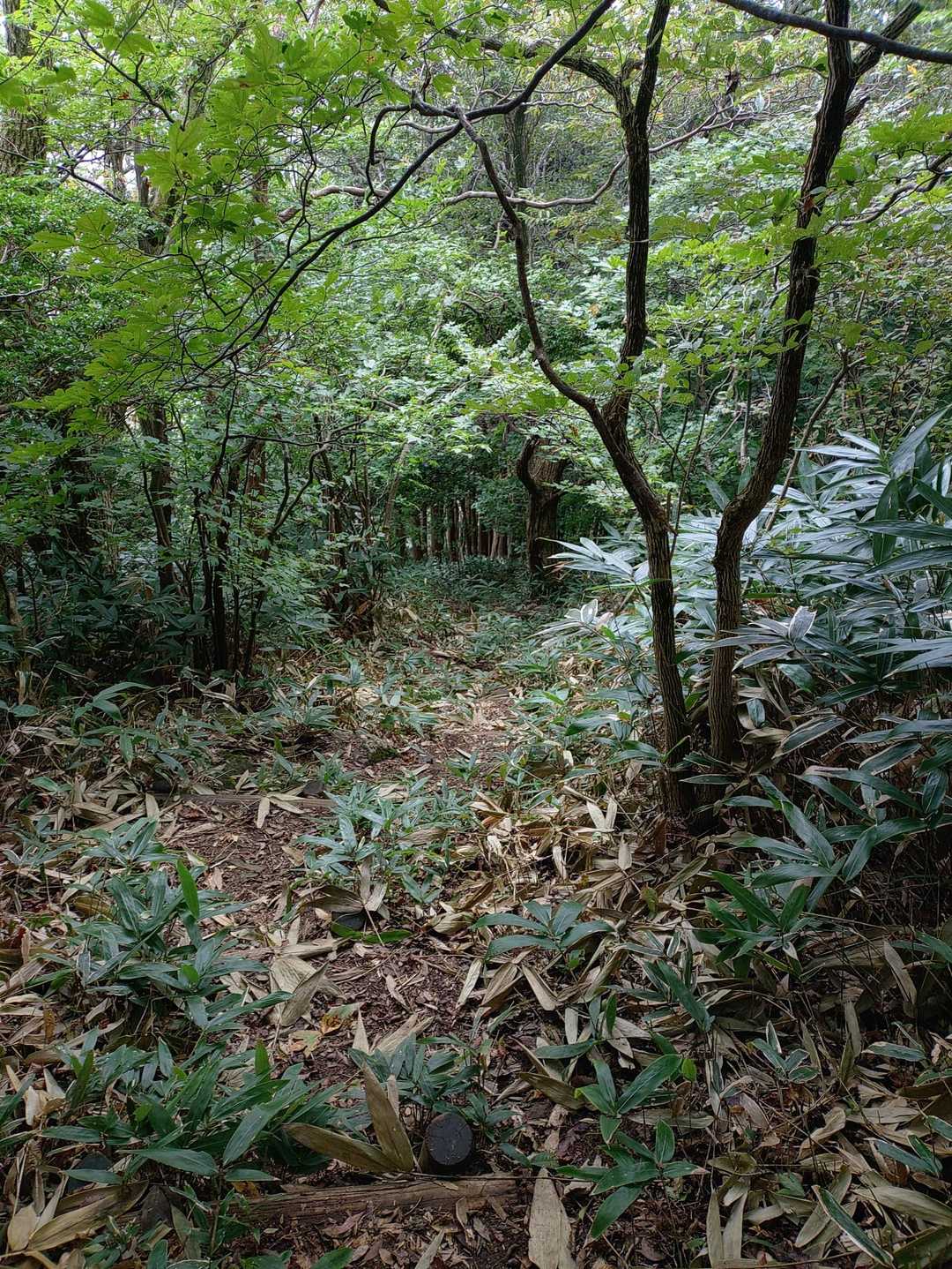 久しぶりの大峰山。