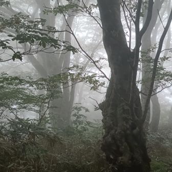 ガスが濃くなってきた。
幻想的ですが、晴れてほしい😅