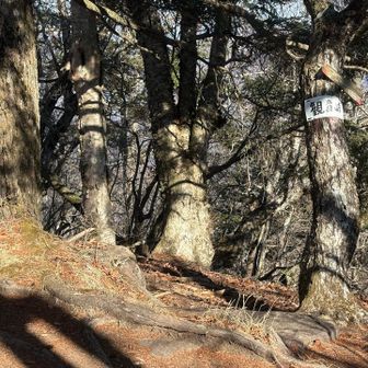 金ヶ岳まで行くと言い張った負けず嫌いな自分を恨みながら座り込む😇
励ましてもらいながらがんばりました