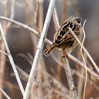 ウエルカム・バード🐦️

ホオアカ