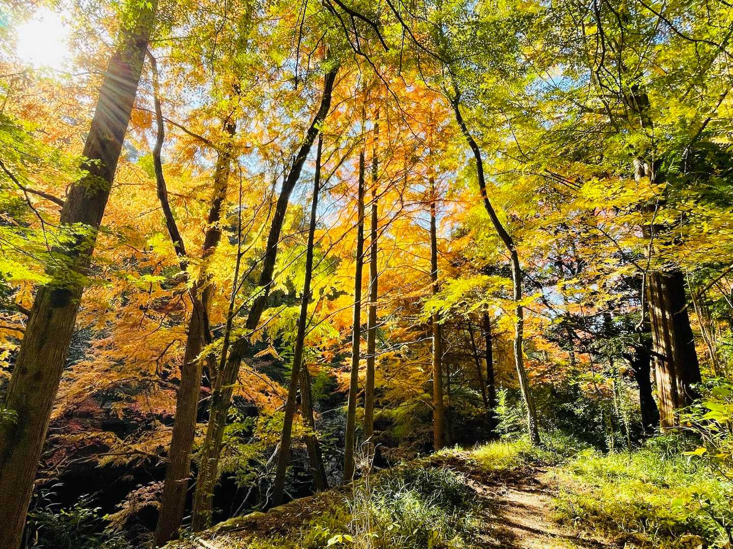 新神戸駅-滝山城跡登山口-西門-正門 縦走コースの写真