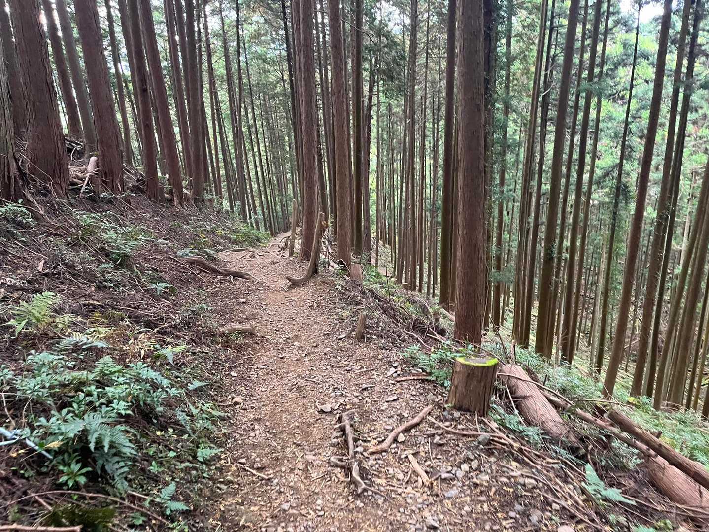 下りやす〜い樹林帯🌱