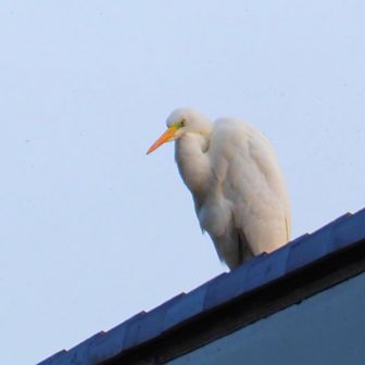                                    ダイサギ

                      神妙な顔してどうしたの？
